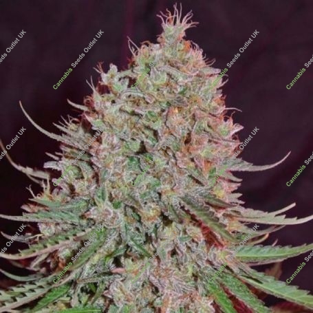 Blue Nitro Haze Feminized Marijuana Strain by Sumo Seeds For Sale Online at Cannabis Seeds Outlet