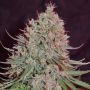 Blue Nitro Haze Feminized Marijuana Strain by Sumo Seeds For Sale Online at Cannabis Seeds Outlet