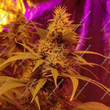 Canadian Sour Feminized Marijuana Strain by Sumo Seeds For Sale Online at Cannabis Seeds Outlet