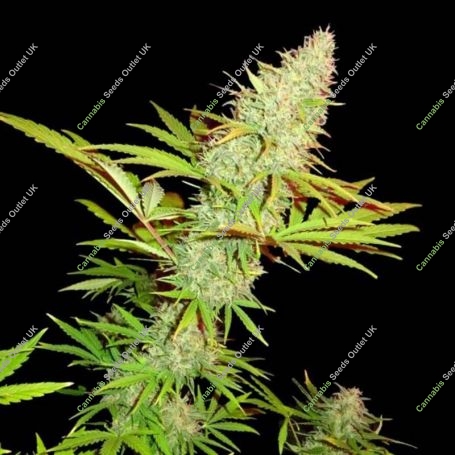 CBD Blackberry Crumble Feminized Marijuana Strain by Sumo Seeds For Sale Online at Cannabis Seeds Outlet