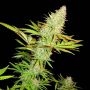 CBD Blackberry Crumble Feminized Marijuana Strain by Sumo Seeds For Sale Online at Cannabis Seeds Outlet