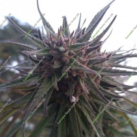 CBD Caramel Cookie Feminized Marijuana Strain by Sumo Seeds For Sale Online at Cannabis Seeds Outlet