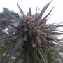 CBD Caramel Cookie Feminized Marijuana Strain by Sumo Seeds For Sale Online at Cannabis Seeds Outlet