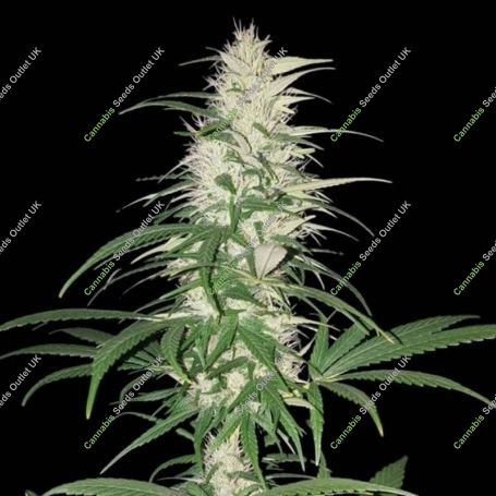 CBD Cherry Kush Feminized Marijuana Strain by Sumo Seeds For Sale Online at Cannabis Seeds Outlet