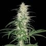 CBD Cherry Kush Feminized Marijuana Strain by Sumo Seeds For Sale Online at Cannabis Seeds Outlet