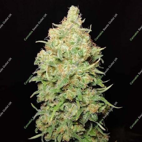 CBD Kongs Kush Feminized Marijuana Strain by Sumo Seeds For Sale Online at Cannabis Seeds Outlet