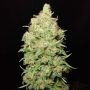 CBD Kongs Kush Feminized Marijuana Strain by Sumo Seeds For Sale Online at Cannabis Seeds Outlet