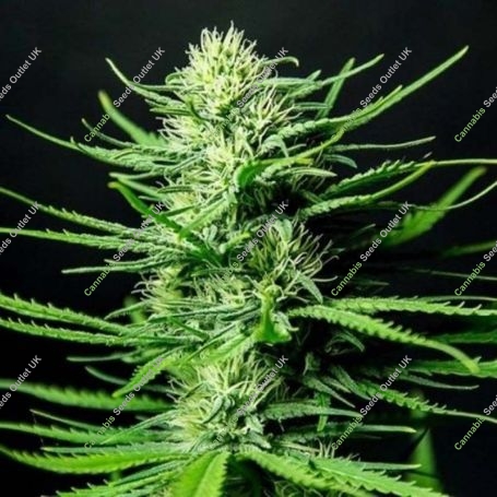 Cinderallas Feminized Marijuana Strain by Sumo Seeds For Sale Online at Cannabis Seeds Outlet