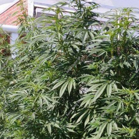 Cold Thunder Feminized Marijuana Strain by Sumo Seeds For Sale Online at Cannabis Seeds Outlet