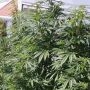 Cold Thunder Feminized Marijuana Strain by Sumo Seeds For Sale Online at Cannabis Seeds Outlet