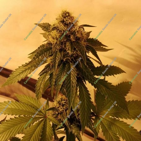 Crimson Skunk Feminized Marijuana Strain by Sumo Seeds For Sale Online at Cannabis Seeds Outlet