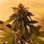 Crimson Skunk Feminized Marijuana Strain by Sumo Seeds For Sale Online at Cannabis Seeds Outlet