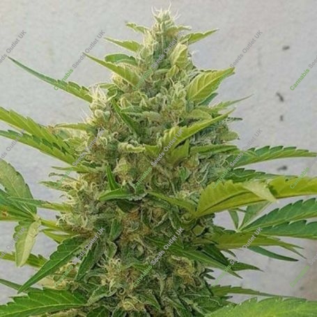 Deep Purple Haze Auto Feminized Marijuana Strain by Sumo Seeds For Sale Online at Cannabis Seeds Outlet