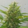Deep Purple Haze Auto Feminized Marijuana Strain by Sumo Seeds For Sale Online at Cannabis Seeds Outlet