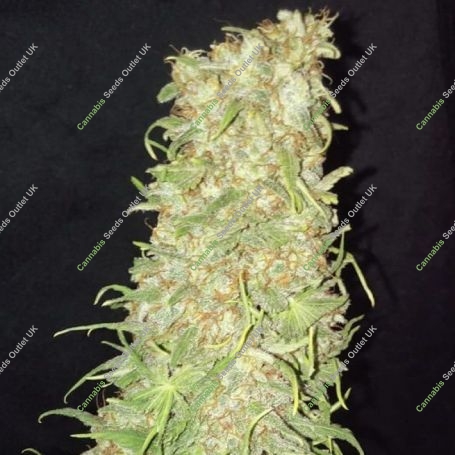 Frozen Tangie Feminized Marijuana Strain by Sumo Seeds For Sale Online at Cannabis Seeds Outlet