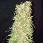 Frozen Tangie Feminized Marijuana Strain by Sumo Seeds For Sale Online at Cannabis Seeds Outlet