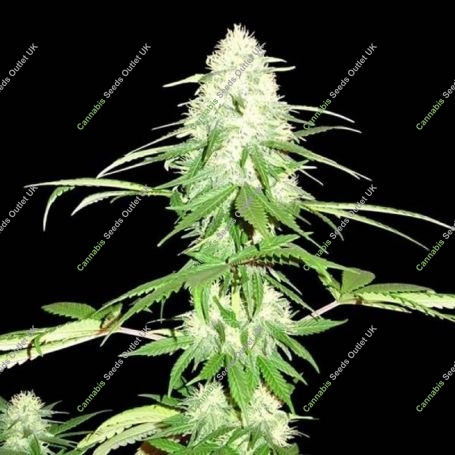Green Mango Feminized Marijuana Strain by Sumo Seeds For Sale Online at Cannabis Seeds Outlet