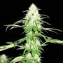 Green Mango Feminized Marijuana Strain by Sumo Seeds For Sale Online at Cannabis Seeds Outlet