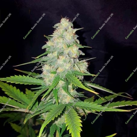 Honey Rock Feminized Marijuana Strain by Sumo Seeds For Sale Online at Cannabis Seeds Outlet