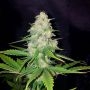 Honey Rock Feminized Marijuana Strain by Sumo Seeds For Sale Online at Cannabis Seeds Outlet
