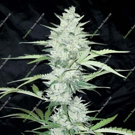 Impala 64 Haze Auto Feminized Marijuana Strain by Sumo Seeds For Sale Online at Cannabis Seeds Outlet