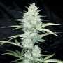 Impala 64 Haze Auto Feminized Marijuana Strain by Sumo Seeds For Sale Online at Cannabis Seeds Outlet