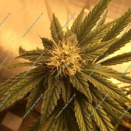 Maroc Rouge Feminized Marijuana Strain by Sumo Seeds For Sale Online at Cannabis Seeds Outlet