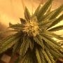 Maroc Rouge Feminized Marijuana Strain by Sumo Seeds For Sale Online at Cannabis Seeds Outlet