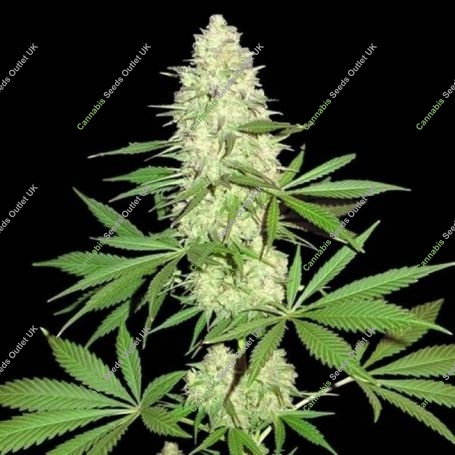 Maya Gold Feminized Marijuana Strain by Sumo Seeds For Sale Online at Cannabis Seeds Outlet