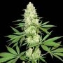 Maya Gold Feminized Marijuana Strain by Sumo Seeds For Sale Online at Cannabis Seeds Outlet