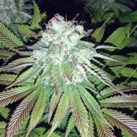 Orbital G Diesel Feminized Marijuana Strain by Sumo Seeds For Sale Online at Cannabis Seeds Outlet