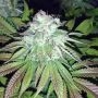 Orbital G Diesel Feminized Marijuana Strain by Sumo Seeds For Sale Online at Cannabis Seeds Outlet