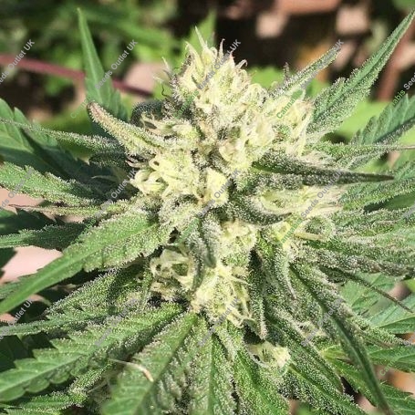 Pommelo Pine Feminized Marijuana Strain by Sumo Seeds For Sale Online at Cannabis Seeds Outlet