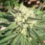 Pommelo Pine Feminized Marijuana Strain by Sumo Seeds For Sale Online at Cannabis Seeds Outlet