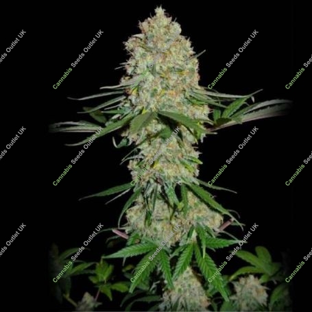 Silver Buddha Haze Feminized Marijuana Strain by Sumo Seeds For Sale Online at Cannabis Seeds Outlet