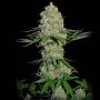 Silver Buddha Haze Feminized Marijuana Strain by Sumo Seeds For Sale Online at Cannabis Seeds Outlet