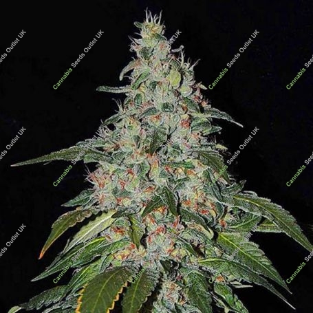 Strawberry Cream Feminized Marijuana Strain by Sumo Seeds For Sale Online at Cannabis Seeds Outlet