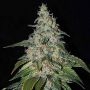 Strawberry Cream Feminized Marijuana Strain by Sumo Seeds For Sale Online at Cannabis Seeds Outlet
