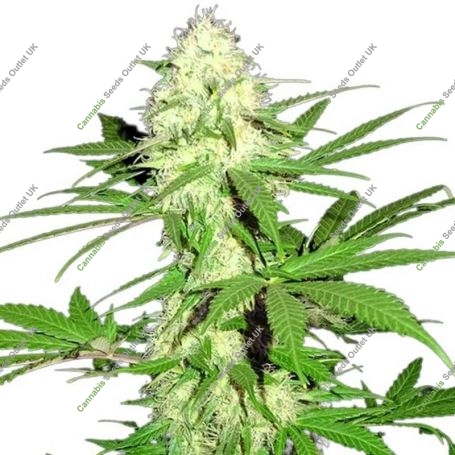 Sumos Big Bud Feminized Marijuana Strain by Sumo Seeds For Sale Online at Cannabis Seeds Outlet
