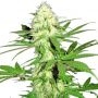 Sumos Big Bud Feminized Marijuana Strain by Sumo Seeds For Sale Online at Cannabis Seeds Outlet