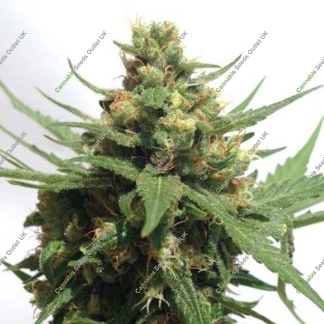 Sumos OG Kush Auto Feminized Marijuana Strain by Sumo Seeds For Sale Online at Cannabis Seeds Outlet