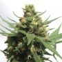 Sumos OG Kush Auto Feminized Marijuana Strain by Sumo Seeds For Sale Online at Cannabis Seeds Outlet