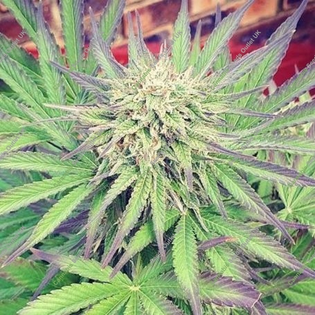 Sumos OG Kush Feminized Marijuana Strain by Sumo Seeds For Sale Online at Cannabis Seeds Outlet