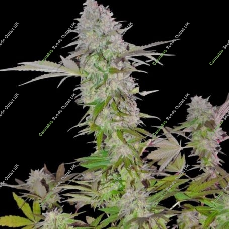 Sweet Harlem Diesel Feminized Marijuana Strain by Sumo Seeds For Sale Online at Cannabis Seeds Outlet
