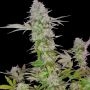 Sweet Harlem Diesel Feminized Marijuana Strain by Sumo Seeds For Sale Online at Cannabis Seeds Outlet