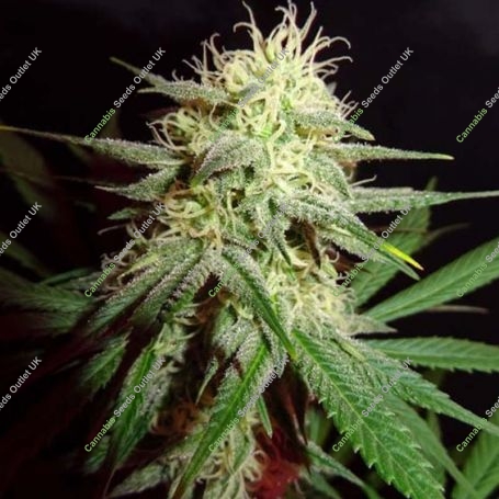 Thunderstruck Feminized Marijuana Strain by Sumo Seeds For Sale Online at Cannabis Seeds Outlet