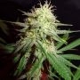 Thunderstruck Feminized Marijuana Strain by Sumo Seeds For Sale Online at Cannabis Seeds Outlet
