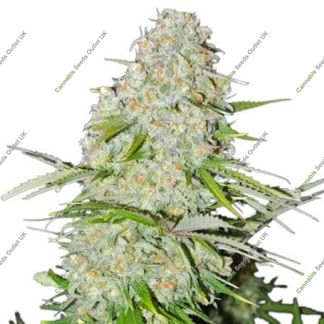 Ultimate AK Feminized Marijuana Strain by Sumo Seeds For Sale Online at Cannabis Seeds Outlet