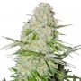 Ultimate AK Feminized Marijuana Strain by Sumo Seeds For Sale Online at Cannabis Seeds Outlet
