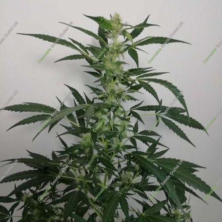 Violets Wonder Auto Feminized Marijuana Strain by Sumo Seeds For Sale Online at Cannabis Seeds Outlet